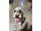 Adopt Manning a Poodle (Standard) dog in Windsor, CO (38970197)