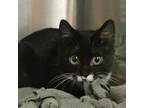 Adopt Lambinator a All Black Domestic Shorthair / Mixed cat in Austin