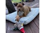 Adopt Monty a Boxer / Mixed dog in Austin, TX (38920204)