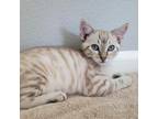 Adopt Poe a White (Mostly) Domestic Shorthair / Mixed cat in San Jose