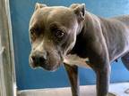 Adopt SALLY a Gray/Silver/Salt & Pepper - with White American Pit Bull Terrier /