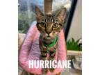 Adopt Hurricane a Domestic Shorthair / Mixed (short coat) cat in Rome