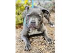 Adopt Rei a American Pit Bull Terrier / Mixed dog in Monterey, CA (38960423)