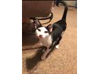 Adopt ATHENA cl a Black & White or Tuxedo Domestic Mediumhair (medium coat) cat