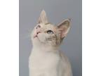 Adopt Nina a Snowshoe / Mixed (short coat) cat in Ft. Lauderdale, FL (39033616)