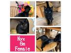 Adopt Nyx a All Black Domestic Shorthair / Mixed cat in West Olive