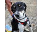 Adopt Tinker a Black Border Collie / Husky / Mixed dog in Washington