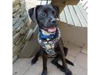 Adopt Seraph a Black Terrier (Unknown Type, Small) / Mixed dog in Washington
