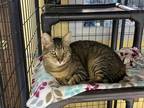 Adopt Foxy a Brown or Chocolate (Mostly) Domestic Shorthair (short coat) cat in