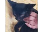 Adopt Chubbs a All Black Domestic Shorthair / Mixed cat in Carmel, IN (39009771)