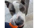Adopt Champ a American Staffordshire Terrier