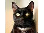 Adopt Funtik a Domestic Short Hair