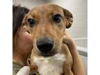 Adopt Ziggy a Mixed Breed (Medium) / Mixed dog in Walker, MI (39022529)