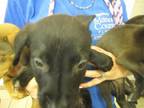 Adopt BACON a Labrador Retriever, Mixed Breed