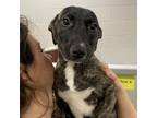 Adopt Idgie a Brindle Mixed Breed (Medium) / Mixed dog in Walker, MI (39022526)