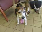 Adopt COSMO a Beagle, Mixed Breed