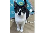 Adopt Taffy a White (Mostly) Domestic Shorthair / Mixed (short coat) cat in