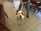 Adopt FISHER a Pit Bull Terrier, Mixed Breed