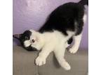 Adopt Calypso a All Black Domestic Mediumhair / Mixed cat in Shawnee