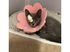 Adopt Macaroon a Gray or Blue Domestic Shorthair / Mixed cat in Las Cruces