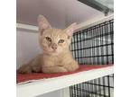 Adopt Shortbread a Orange or Red Domestic Shorthair / Mixed cat in Las Cruces