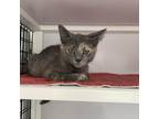 Adopt Snickerdoodle a Tortoiseshell Domestic Shorthair / Mixed cat in Las