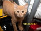 Adopt Theodore a Orange or Red Tabby Domestic Shorthair (short coat) cat in