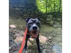 Adopt Remy a Brindle Mixed Breed (Medium) / Mixed dog in Philadelphia