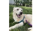 Adopt Bentley a White Jindo / Mixed dog in Centerville, VA (39070277)