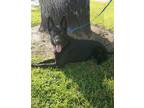 Adopt Riley a Black German Shepherd Dog / Mixed dog in Orlando, FL (38975438)