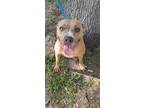 Adopt Zena a Terrier (Unknown Type, Medium) / Mixed dog in Orlando