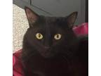 Adopt Kadabra a All Black Domestic Mediumhair / Mixed cat in FREEPORT