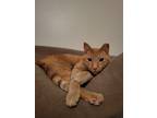 Adopt Puppet a Orange or Red Domestic Shorthair / Mixed (short coat) cat in