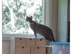 Adopt Taj a Brown Tabby Domestic Shorthair (short coat) cat in Fairborn
