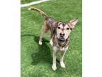 Adopt D-Levi a Shepherd (Unknown Type) / Husky / Mixed dog in Jacksonville