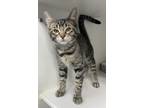 Adopt Luca ~ Available at J & K Mega Pet in Wabash, IN! a Brown Tabby Domestic