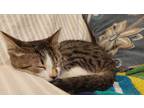 Adopt Trixi a Brown Tabby Domestic Shorthair (short coat) cat in Fairborn