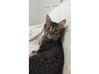 Adopt Trevor a Brown Tabby Domestic Mediumhair (medium coat) cat in Fairborn
