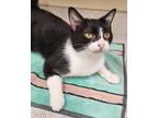 Adopt Louisa a Domestic Shorthair / Mixed cat in Lexington, KY (39021030)