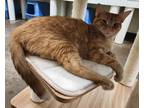 Adopt Longboy a Domestic Shorthair / Mixed cat in Lexington, KY (39021027)