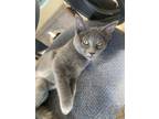 Adopt Rush a Gray or Blue Domestic Shorthair (short coat) cat in Mooresville