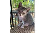Adopt Bug a Gray, Blue or Silver Tabby Domestic Shorthair (short coat) cat in