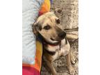 Adopt Thymos a Mixed Breed (Medium) dog in San Diego, CA (38934818)