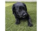 Adopt Dapple a Black Labrador Retriever, Mixed Breed