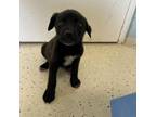 Adopt Kimpap a Black Labrador Retriever, Mixed Breed