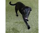 Adopt Roan a Beagle, Black Labrador Retriever