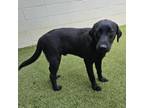 Adopt Grullo a Black Labrador Retriever, Mixed Breed