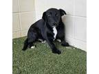 Adopt Bucky a Black Labrador Retriever, Mixed Breed