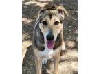 Adopt Bella a Black - with Tan, Yellow or Fawn German Shepherd Dog / Labrador