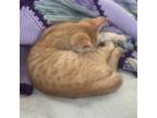 Adopt Dublin a Orange or Red Domestic Shorthair / Mixed (short coat) cat in
